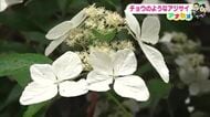 【高知】牧野植物園で“空を舞うチョウ”「ヤクシマアジサイ」が見頃　週末は雨が中心の蒸し暑さに