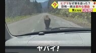 「怖い！ ほんとに怖い！」ヒグマがバックする車を猛追…”大人クマ”遭遇時は“動かず刺激を与えない”が基本　北海道・八雲町