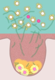 トロメタミンを用いた「角栓崩壊洗浄技術」親水性ミクロパウダーとの組み合わせで毛穴奥の角栓まで除去可能に