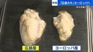 “オール広島”体制でカキをヨーロッパに初輸出 ターゲットは美食の国フランス 「身の厚さとうま味」で競争にも自信