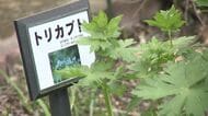 『採らない、食べない、売らない、人にあげない』毒草のトリカブトとイヌサンランを誤食して2人死亡…山菜との見分け方を学べる「春の山菜展」開催＜北海道札幌市＞