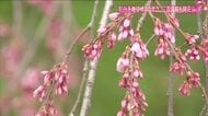 王道も隠れた名所からも桜の便り　三春滝桜が開花　楢葉町・清隆寺しだれ桜は満開に【福島発】