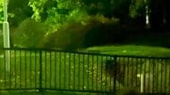夜の公園に鳴り響く甲高いナゾの鳴き声『ギャァァッ』その正体は?2日後に駆除された子グマが発した可能性も?クルミを食べるクマの姿を目撃<北海道札幌市西区>