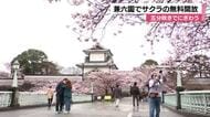 金沢・兼六園でサクラが見頃！きょうから無料開放がスタート