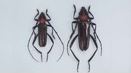 特定外来生物「クビアカツヤカミキリ」県内で初確認　岡山後楽園園内などのサクラから幼虫のフン【岡山】