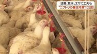 猛暑からニワトリ1万5000羽を守れ！鹿児島の養鶏農場が実践する「体感温度を下げる」驚きの暑さ対策
