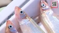 【むかわのシシャモ漁で試験操業－水揚げ数十匹だが「いい一歩」】不漁で３年続けて休漁＿試験操業の水揚げは数十匹だが「見込みはある」…来年以降に望みつなぐ〈北海道むかわ町〉
