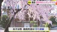 鹿島でシダレザクラが満開 最高気温が各地で20℃超 4月中旬並みに【佐賀県】