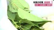 桜葉の生産量日本一の地で収穫最盛期
