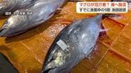 「黒いダイヤ」が今は「石ころ」に　急増するクロマグロと漁獲枠上限の壁