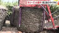 徳之島のサトウキビ　今シーズンは豊作　よく育つ天気は？