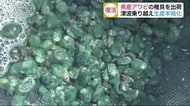 宮城県産アワビの稚貝を出荷 水揚げは3~6年後