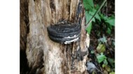 木に突き刺さっているのは“オレオ”? 山で発見された謎の物体の正体を専門家に聞いた