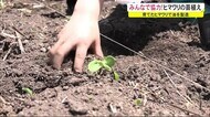 育てたあとは油を製造…みんなで協力してヒマワリの苗植え 秋田・大館市