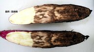 “サツマイモが腐る病気”まん延　「宮崎紅」栽培面積の“50%”被害に　焼酎作る酒蔵にも影響【宮崎発】