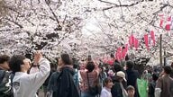 桜満開目前！「うえの桜祭り」これからも花が咲き誇る…27日は午後5時～9時は提灯に明かり、夜桜も満喫