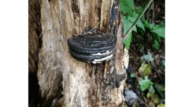 木に突き刺さっているのは“オレオ”? 山で発見された謎の物体の正体を専門家に聞いた