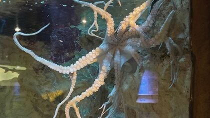 足が36本あるタコ!? 飼育員も「度肝を抜かれた」…使いこなせているのか聞いてみた