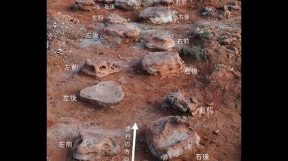 貴重な化石を一気に発見　大型恐竜の“足跡”　モンゴルで初　岡山理科大などの調査隊