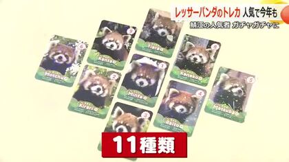 レッサーパンダの“トレカ”が人気　飼育する8匹をモデルに11種類　スマホかざすとレッサーパンダが動くレアカードも　福井・西山動物園　
