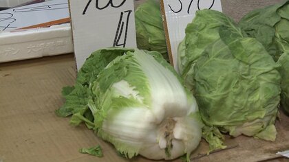 ハクサイひと玉2500円の時も…暖冬で野菜が高騰　4月前半は平年上回る価格続くか【秋田発】
