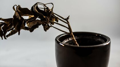 枯れた原因は「過保護」かも!?初心者が育てる観葉植物の“あるある”な症状と正しい対処法【いざ、100均ガーデニング】