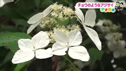 【高知】牧野植物園で“空を舞うチョウ”「ヤクシマアジサイ」が見頃　週末は雨が中心の蒸し暑さに