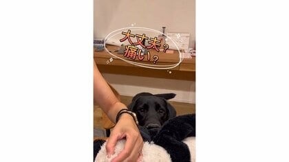 「大丈夫？痛い？」自分で噛んだぬいぐるみの“治療”を見守る犬のキモチが聞こえそう…“お気に入り”ぶりを飼い主に聞いた