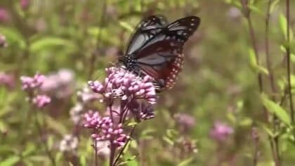 移動距離は2000キロ　旅するチョウ「アサギマダラ」飛来　大野市・矢ばなの里のフジバカマで羽休め　11月中旬まで　福井
