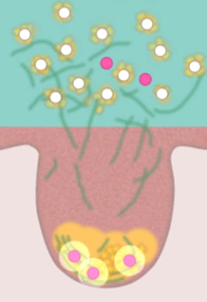 トロメタミンを用いた「角栓崩壊洗浄技術」親水性ミクロパウダーとの組み合わせで毛穴奥の角栓まで除去可能に