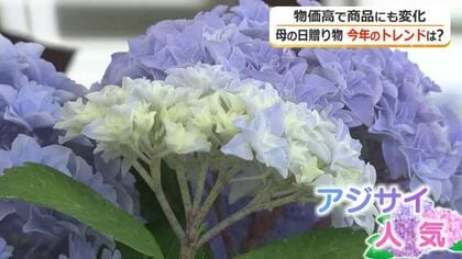 日頃の感謝はどんなギフトで？　年々人気上昇のアジサイ、かわいい＋”機能性”の商品　母の日商戦トレンドを紹介　福井