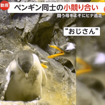 「ヒナ見せて！」ちょっかい出すおじさんペンギンにお母さんペンギン怒る　バトル中にヒナは逃走　大阪・海遊館