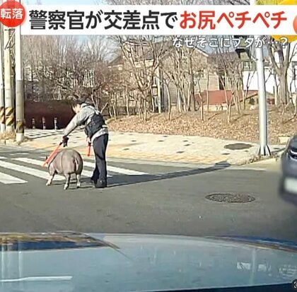 【なぜ】警察官が交差点ど真ん中でブタのお尻ペチペチ…通報受け誘導棒2本で移動を促す　トラック荷台から転げ落ち対応　韓国