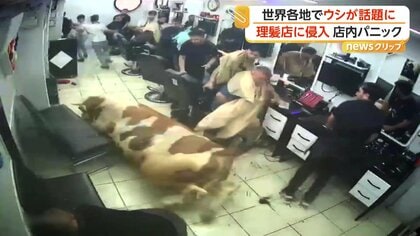 トルコで牛がガラス突き破り理髪店に乱入“大パニック”　悪戦苦闘の末捕獲　バングラデシュでは“トランプ大統領似の牛”が人気者に