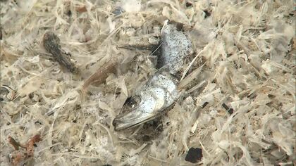 大量イワシ漂着の海岸でまた異変 今度は“骨＆うろこ”が約50センチにも積もる 「こんなの見たことがない」住民びっくり 北海道函館市