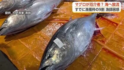「黒いダイヤ」が今は「石ころ」に　急増するクロマグロと漁獲枠上限の壁