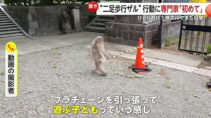 子どもが遊んでるみたい」左手のないサルが“プラチェーン”持って二足