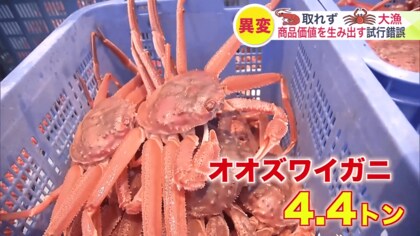 海の異変】ボタンエビ取れず厄介者＂オオズワイガニ＂が大漁 名物
