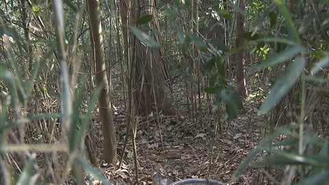 山林54歳女性遺体は窒息死か&hellip;殺人事件で捜査　肋骨骨折や首など皮膚めくれた痕　自宅に財布や携帯電話　茨城・つくば市