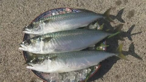 愛南町でマサバの完全養殖に成功し初出荷「アニサキスも著しく少ない」日本一の産地を目指す【愛媛】