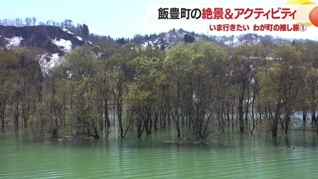 木々が芽吹き葉っぱに覆われると、湖上に水没林のトンネルができる