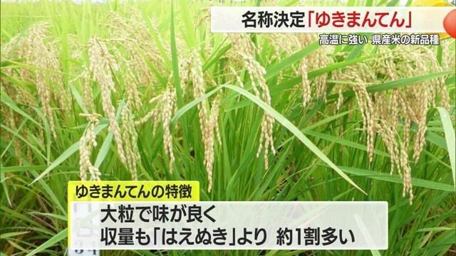 収量が多く、高温に強いことから、近年の猛暑に耐える品種としての期待も大きい