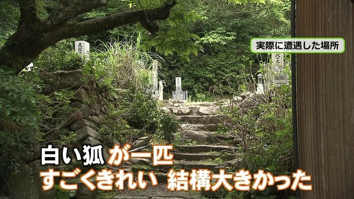 白いキツネが現れた場所