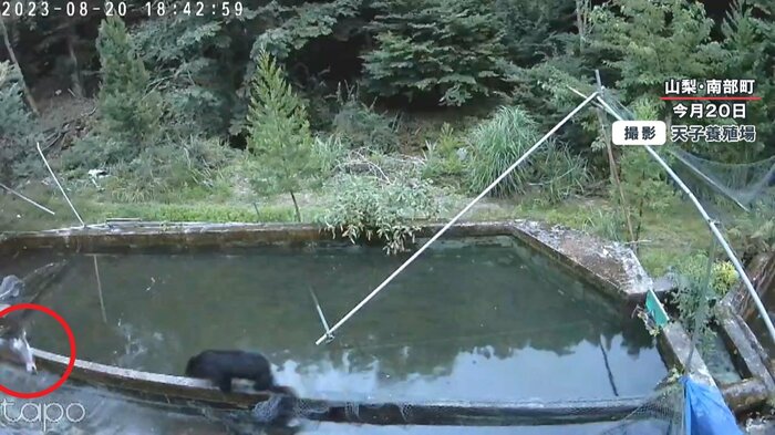 野鳥に近づくクマ