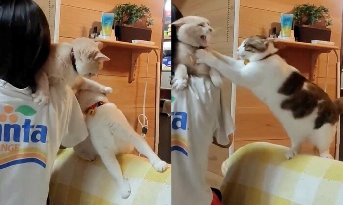 先にパンチしたナナちゃんに怒り爆発のテンちゃん(提供:nyaokoさん)