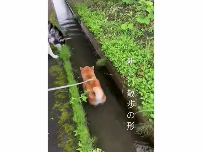 提供:柴リアンハスキーもちごめ兄弟さん