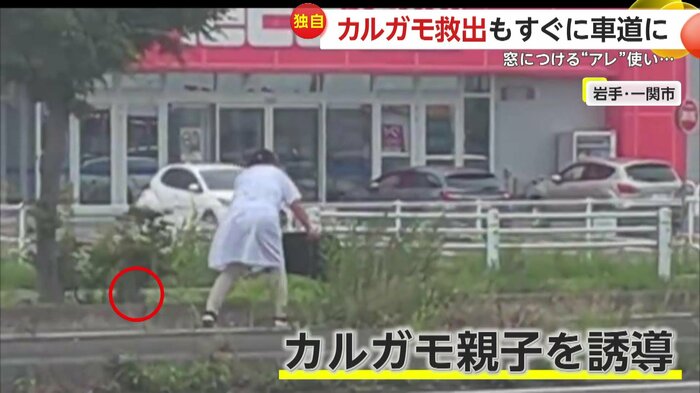 カルガモを誘導する女性(FNN投稿サイト「ビデオPost」)