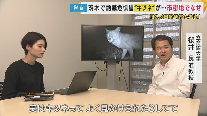 市街地でのキツネの目撃情報は増えている