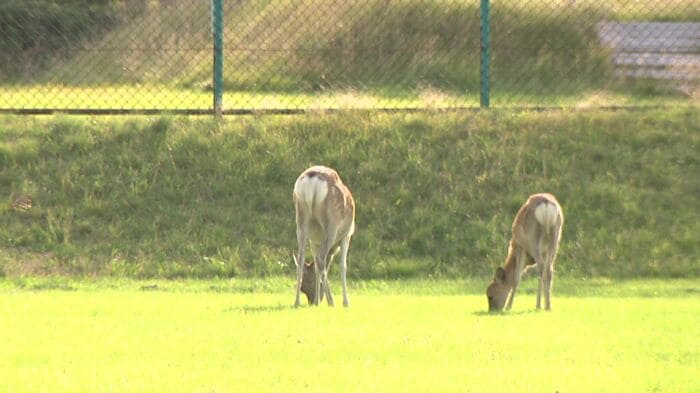 シカは10月以降 繁殖期に入るため動きが活発に