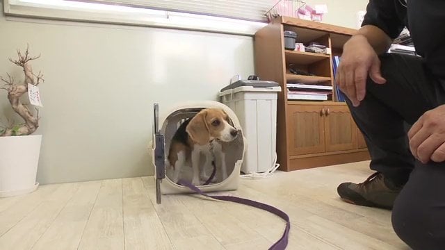 ケージに慣れておくことが大切